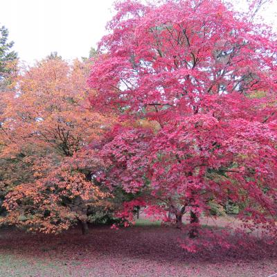 Colourful trees